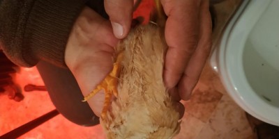 IMG_20190109_223004.jpg (39.52 KiB) Osservato 1318 volte IMG_20190109_223004.jpg