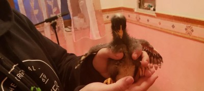 IMG-20190108-WA0000.jpg (37.65 KiB) Osservato 1318 volte IMG-20190108-WA0000.jpg