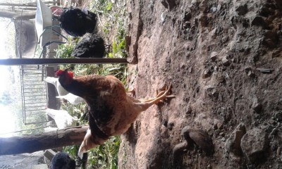 20190130_112001.jpg (147.93 KiB) Osservato 552 volte 20190130_112001.jpg