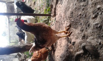 20190130_112018.jpg (135.76 KiB) Osservato 579 volte 20190130_112018.jpg