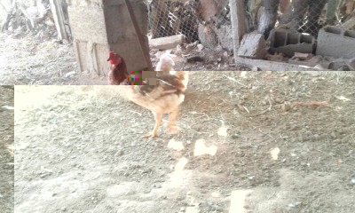 20190130_111751.jpg (126.99 KiB) Osservato 581 volte 20190130_111751.jpg