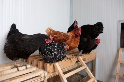 DSCF1730 (Large).jpg (72.93 KiB) Osservato 512 volte DSCF1730 (Large).jpg