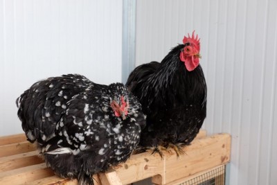 DSCF1734 (Large).jpg (64.72 KiB) Osservato 512 volte DSCF1734 (Large).jpg