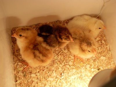 SDC10447 1.jpg (130.4 KiB) Osservato 806 volte SDC10447 1.jpg