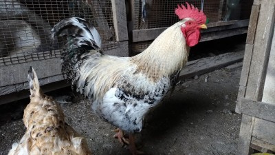 P_20190321_073236_vHDR_On.jpg (289.69 KiB) Osservato 429 volte P_20190321_073236_vHDR_On.jpg