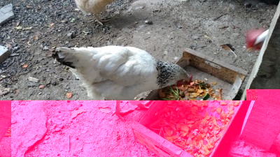 P_20190321_072839_vHDR_On.jpg (352.39 KiB) Osservato 429 volte P_20190321_072839_vHDR_On.jpg