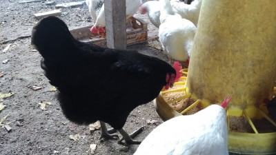 P_20190321_073111_vHDR_On.jpg (231.68 KiB) Osservato 429 volte P_20190321_073111_vHDR_On.jpg