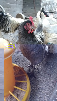 P_20190321_073512_vHDR_On.jpg (265.25 KiB) Osservato 429 volte P_20190321_073512_vHDR_On.jpg