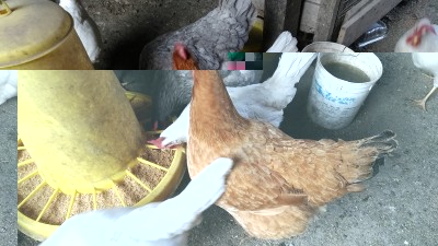 P_20190321_072903_vHDR_On.jpg (266.97 KiB) Osservato 427 volte P_20190321_072903_vHDR_On.jpg