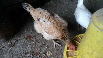 P_20190321_072852_vHDR_On.jpg (263.26 KiB) Osservato 427 volte P_20190321_072852_vHDR_On.jpg