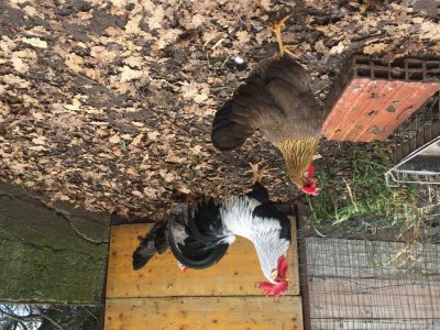 C3F81AEF-2E60-4E40-B7BD-CF39DFD4D04B.jpeg (205.91 KiB) Osservato 435 volte C3F81AEF-2E60-4E40-B7BD-CF39DFD4D04B.jpeg