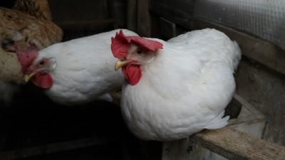 livornese1.jpg (118.93 KiB) Osservato 1349 volte livornese1.jpg