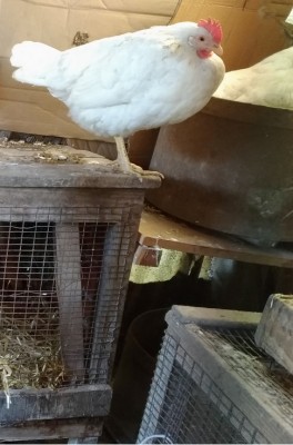 livornese4.jpg (133.91 KiB) Osservato 1349 volte livornese4.jpg