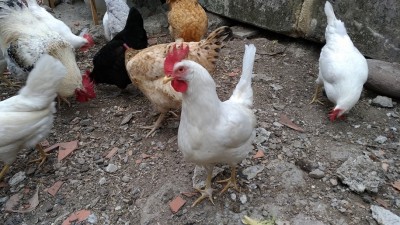 livornese2.jpg (285.71 KiB) Osservato 1358 volte livornese2.jpg