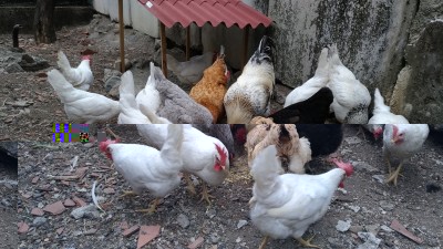 livornese3.jpg (286.08 KiB) Osservato 1358 volte livornese3.jpg