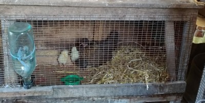 gabbia.jpg (216.85 KiB) Osservato 373 volte gabbia.jpg