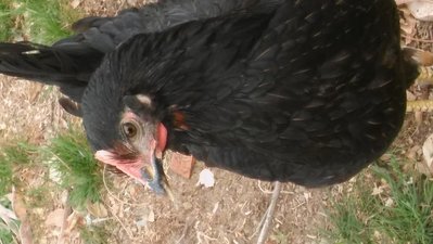 20190410_172053.jpg (77.29 KiB) Osservato 1309 volte 20190410_172053.jpg