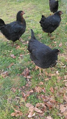 20190412_180040 (2).jpg (164.53 KiB) Osservato 1265 volte 20190412_180040 (2).jpg