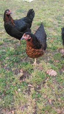 20190412_180022 (2).jpg (172.92 KiB) Osservato 1309 volte 20190412_180022 (2).jpg