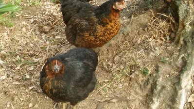 20190410_172249.jpg (129.7 KiB) Osservato 1265 volte 20190410_172249.jpg