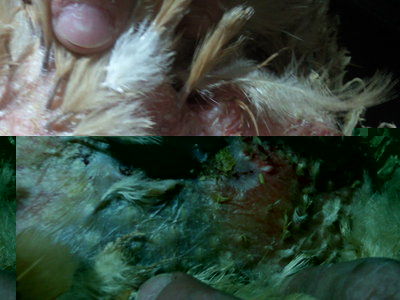 Ferita rimarginata.jpg (123.86 KiB) Osservato 1004 volte Ferita rimarginata.jpg