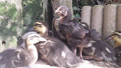 Eccolo insieme ai suoi fratellastri / 20190608_172109.jpg 20190608_172109.jpg