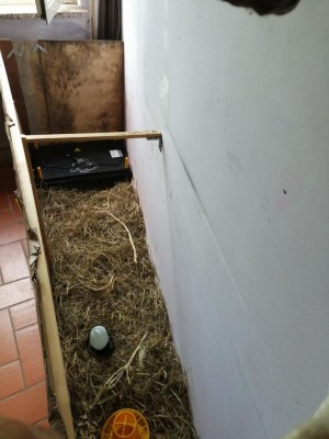 IMG_20190707_160422.jpg (88.92 KiB) Osservato 426 volte IMG_20190707_160422.jpg