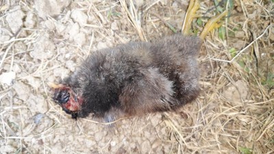 20190710_134459.jpg (109.72 KiB) Osservato 1113 volte 20190710_134459.jpg