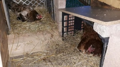 20190708_210509.jpg (109.44 KiB) Osservato 1113 volte 20190708_210509.jpg