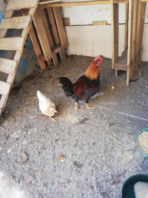 IMG_20190822_144012.jpg (137.02 KiB) Osservato 443 volte IMG_20190822_144012.jpg