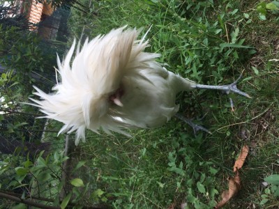 image.jpg (157.65 KiB) Osservato 448 volte image.jpg