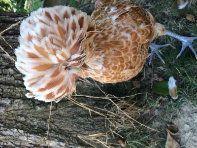 image.jpg (134.17 KiB) Osservato 530 volte image.jpg