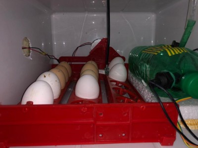 girauova automatico / WhatsApp Image 2019-09-16 at 20.16.34.jpeg WhatsApp Image 2019-09-16 at 20.16.34.jpeg