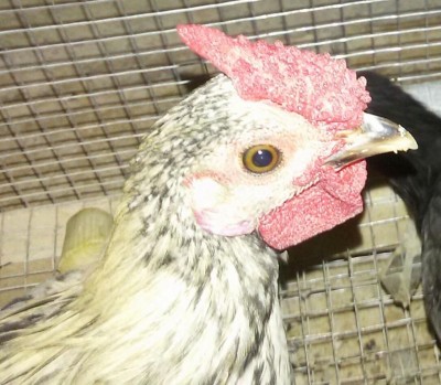 Questo invece è il galletto dominante / 20191024_174114-1.jpg 20191024_174114-1.jpg