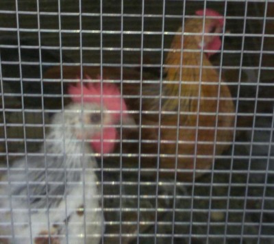 Questi sono gli altri due galletti, il biondo è il suo vice ed ha cresta a rosa, l'altro con cresta semplice è senza coda / 20191018_162758-1.jpg 20191018_162758-1.jpg