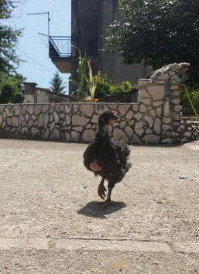 20190620_134436-1.jpg (133.3 KiB) Osservato 751 volte 20190620_134436-1.jpg