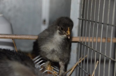 fuliggine fronte.JPG (141.63 KiB) Osservato 451 volte fuliggine fronte.JPG