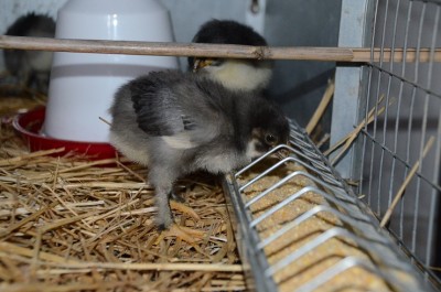 fuliggine lato.JPG (181.15 KiB) Osservato 451 volte fuliggine lato.JPG