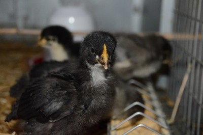 pece fronte.JPG (137.93 KiB) Osservato 451 volte pece fronte.JPG