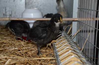 pece lato.JPG (182.27 KiB) Osservato 451 volte pece lato.JPG