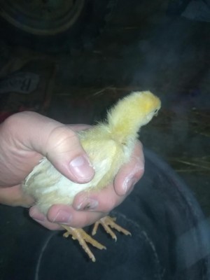 IMG_20200318_183637.jpg (40.72 KiB) Osservato 448 volte IMG_20200318_183637.jpg