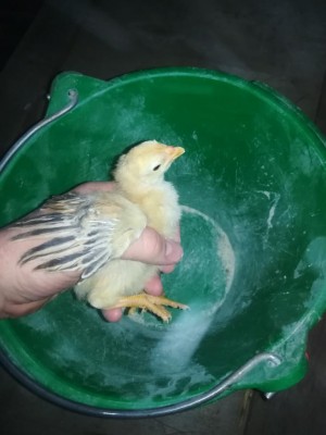 IMG_20200318_183506.jpg (61.25 KiB) Osservato 447 volte IMG_20200318_183506.jpg