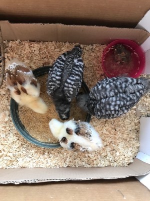 IMG_0961.jpg (124.97 KiB) Osservato 768 volte IMG_0961.jpg