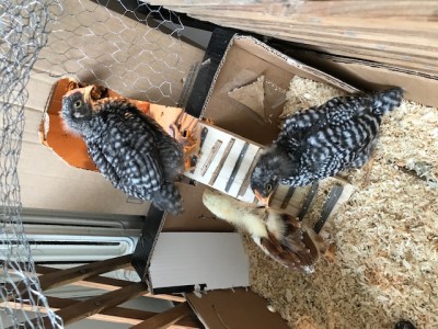 IMG_1022.jpg (139.1 KiB) Osservato 727 volte IMG_1022.jpg