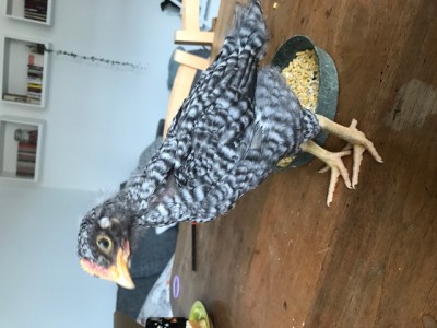 GERARDO? A me dal comportamento sembra un galletto... / IMG_1023.jpg IMG_1023.jpg