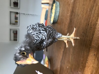 GUENDALINA ??? MASCHIO O FEMMINA? / IMG_1026.jpg IMG_1026.jpg