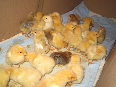 IMG_2443.JPG (96.89 KiB) Osservato 843 volte IMG_2443.JPG