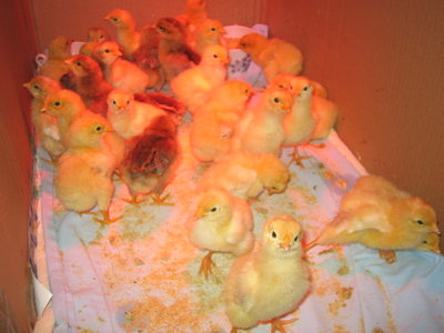 IMG_2440.JPG (94.77 KiB) Osservato 842 volte IMG_2440.JPG