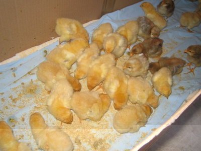 IMG_2445.JPG (101.75 KiB) Osservato 842 volte IMG_2445.JPG