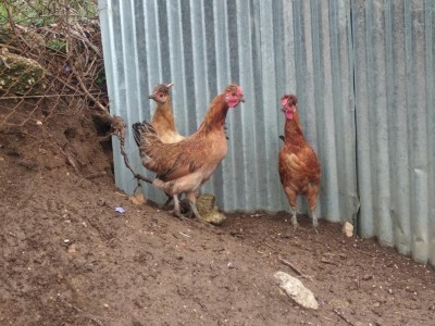 IMG_20200402_101714.jpg (138.99 KiB) Osservato 396 volte IMG_20200402_101714.jpg